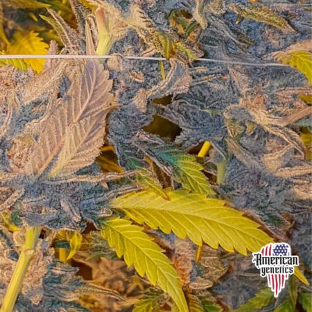 Planta de cannabis feminizada de interior en floración, variedad purple punch