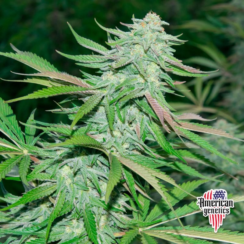 Planta de cannabis feminizada de interior en floración, variedad purple trainwreck
