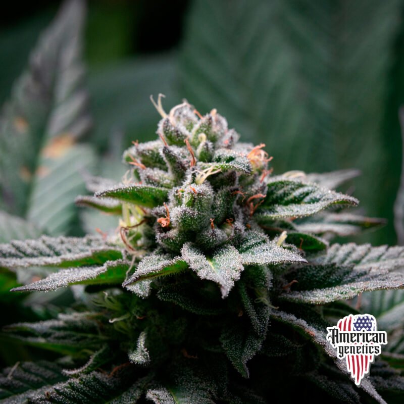 Planta de cannabis feminizada de interior en floración, variedad rainbow sherbet