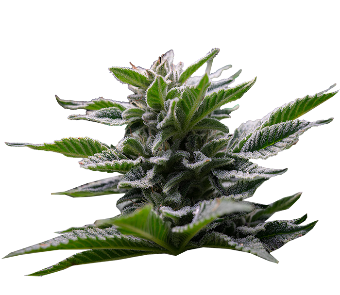American Genetics 13 cogollo cannabis feminizado american genetics
