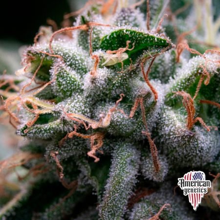 Planta de cannabis feminizada de interior en floración, variedad runtz