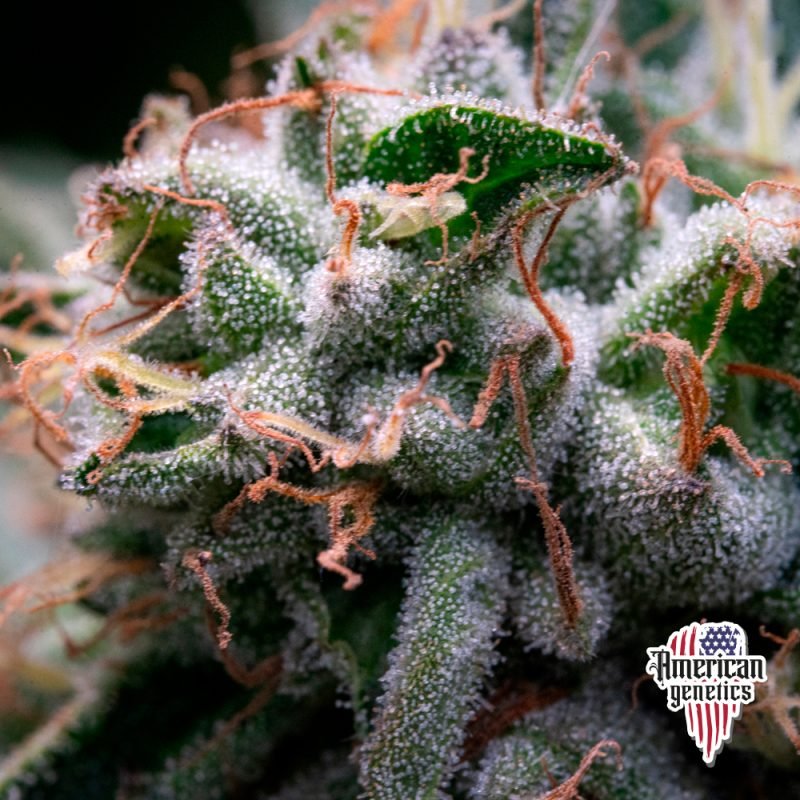 Planta de cannabis feminizada de interior en floración, variedad runtz