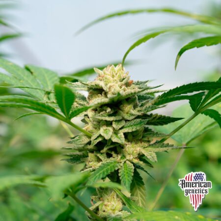 Planta de cannabis feminizada de exterior en floración, variedad sensi star