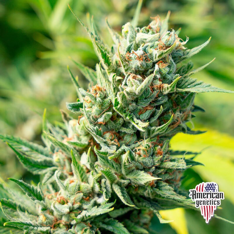 Planta de cannabis feminizada de exterior en floración, variedad skunk 1