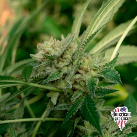 Planta de cannabis feminizada de exterior en floración, variedad somango