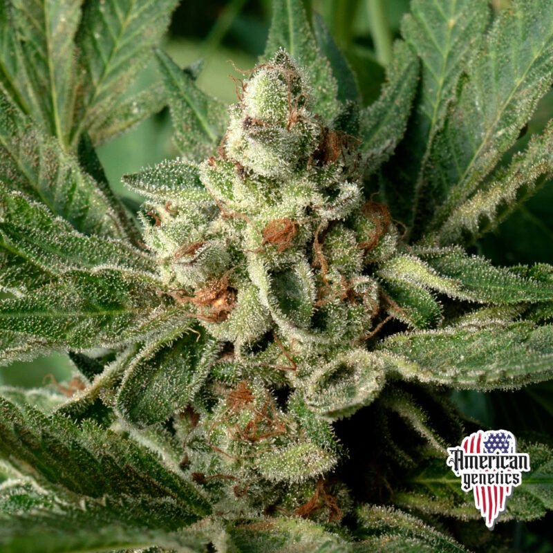 Planta de cannabis feminizada de interior en floración, variedad sour diesel