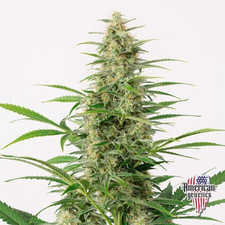 Planta de cannabis feminizada de interior en floración, variedad sour diesel