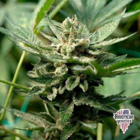 Planta de cannabis feminizada de interior en floración, variedad strawberry banana
