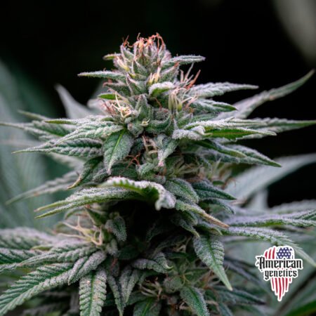 Planta de cannabis feminizada de exterior en floración, variedad strawberry cought