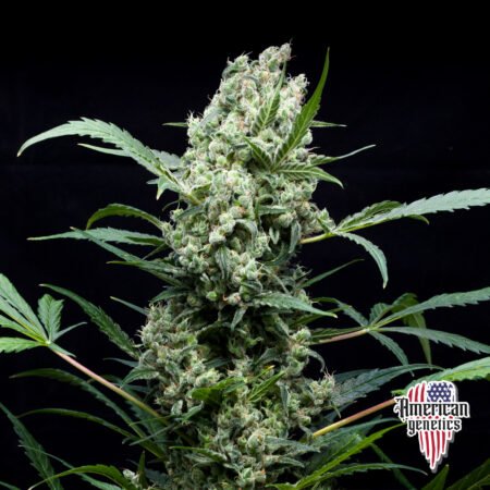 Planta de cannabis feminizada de interior en floración, variedad strawberry haze