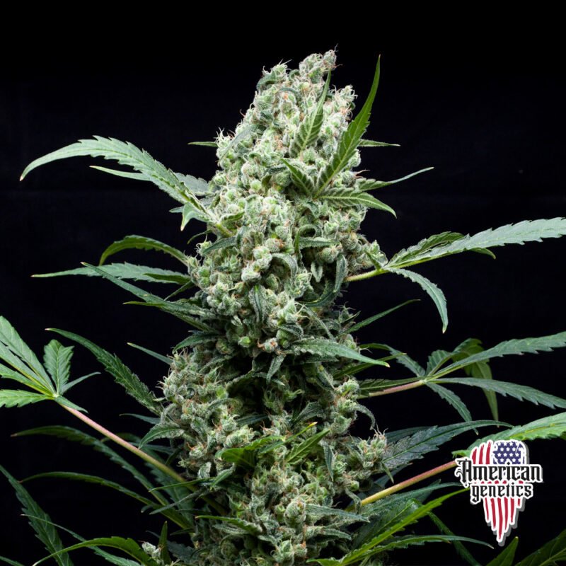 Planta de cannabis feminizada de interior en floración, variedad strawberry haze