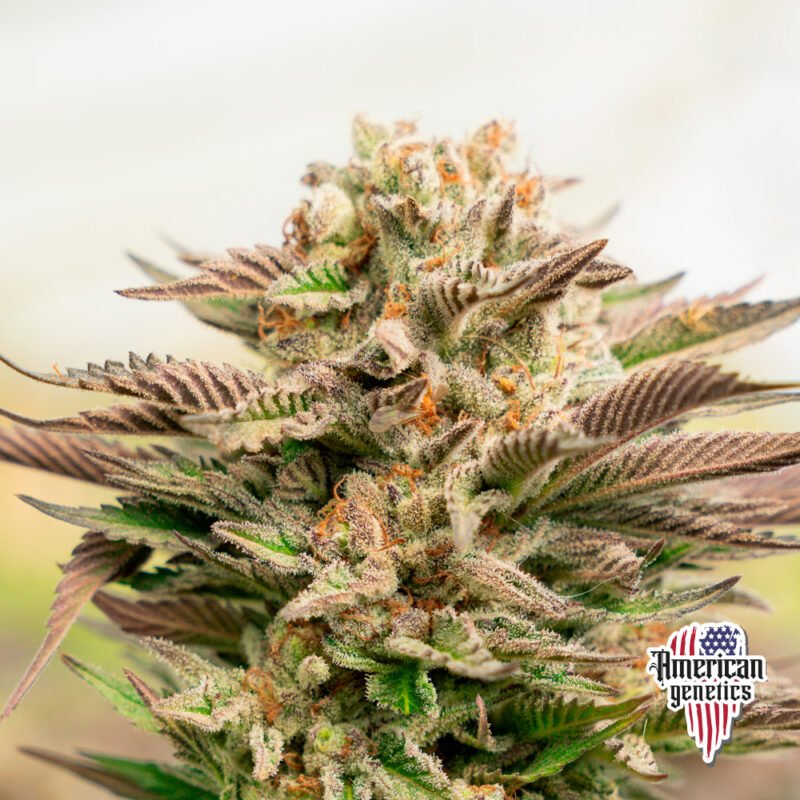 Planta de cannabis feminizada de interior en floración, variedad sunset sherbet