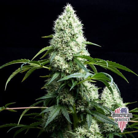 Planta de cannabis feminizada de interior en floración, variedad super silver haze