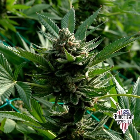 Planta de cannabis feminizada de exterior en floración, variedad tangerine dreams