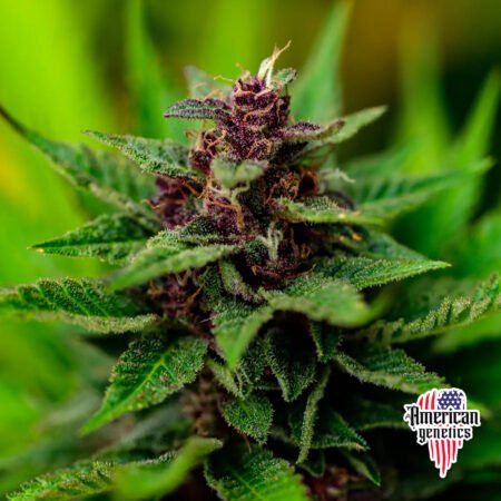 floración de plantas de marihuana en cultivo interior