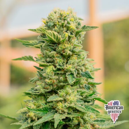Planta de cannabis feminizada de exterior en floración, variedad tijuana