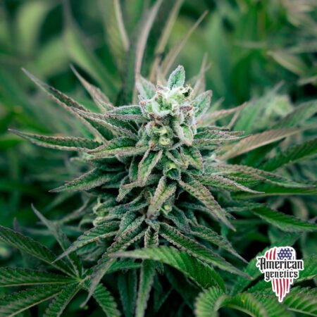 Planta de cannabis feminizada de interior en floración, variedad trainwreck