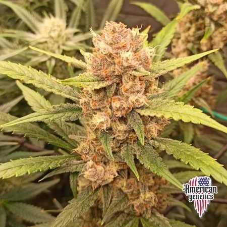 Planta de cannabis feminizada de interior en floración, variedad tropicana cookies