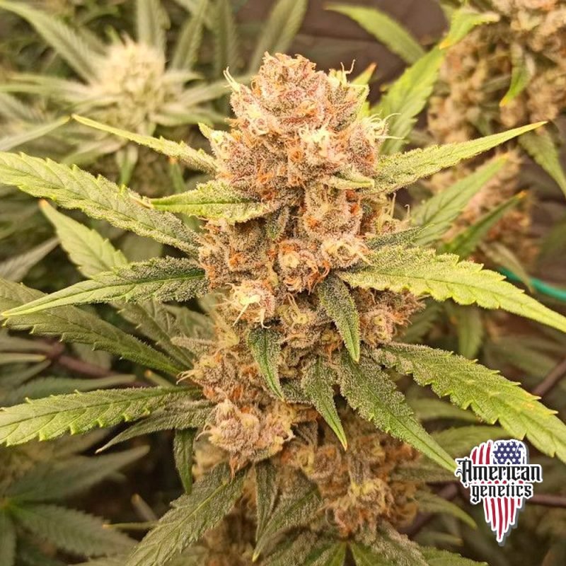 Planta de cannabis feminizada de interior en floración, variedad tropicana cookies