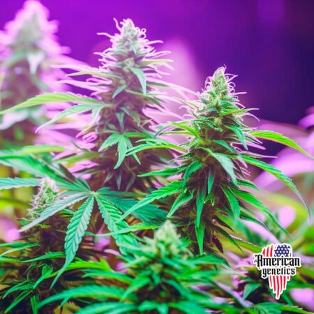 floración de plantas de marihuana en cultivo interior variedad vice city