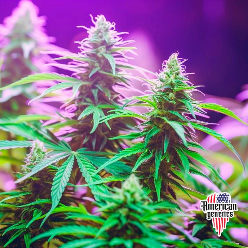 floración de plantas de marihuana en cultivo interior variedad vice city