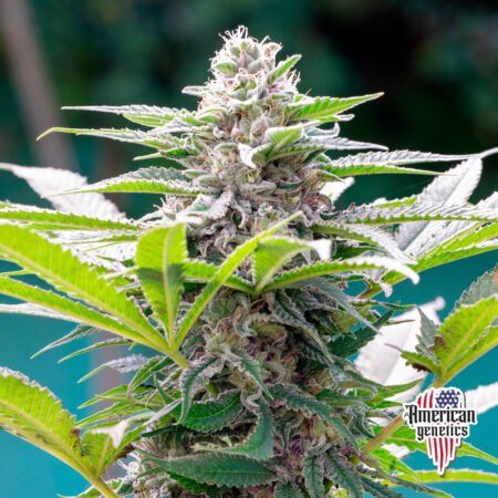 Planta de cannabis feminizada de exterior en floración, variedad watermelon