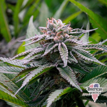 Planta de cannabis feminizada de exterior en floración, variedad watermelon candy