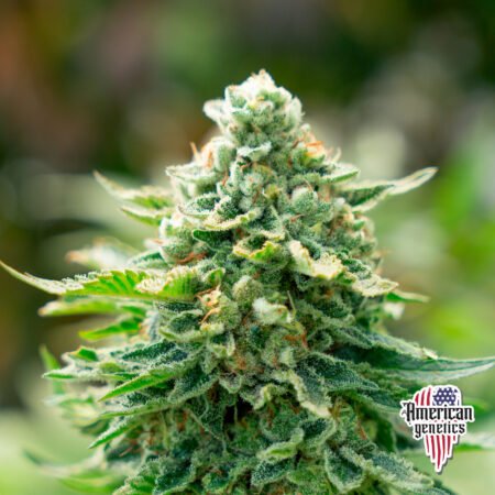 Planta de cannabis feminizada de interior en floración, variedad watermelon zkittle