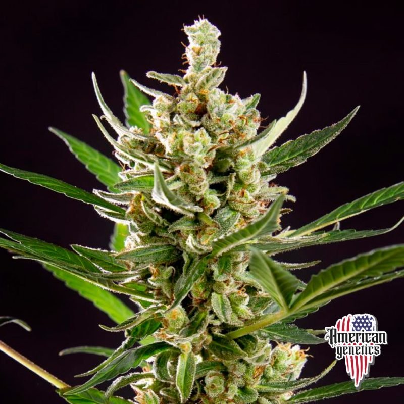 Planta de cannabis feminizada de interior en floración, variedad wedding cake