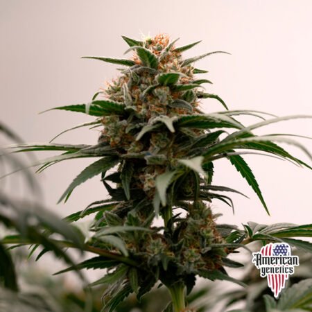 AUTO White Widow