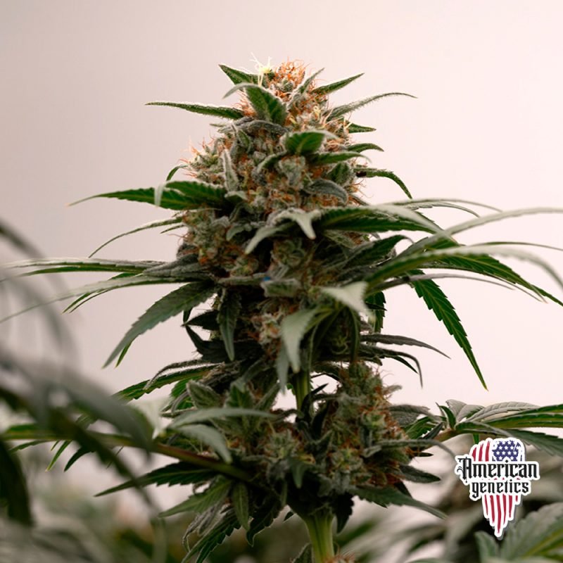 Planta de cannabis feminizada de interior en floración, variedad white widow