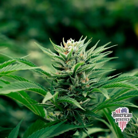 Planta de cannabis feminizada de interior en floración, variedad y griega
