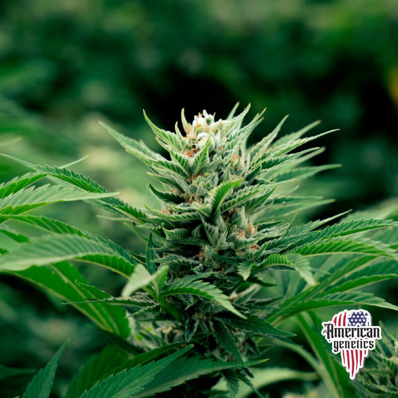 Planta de cannabis feminizada de interior en floración, variedad y griega
