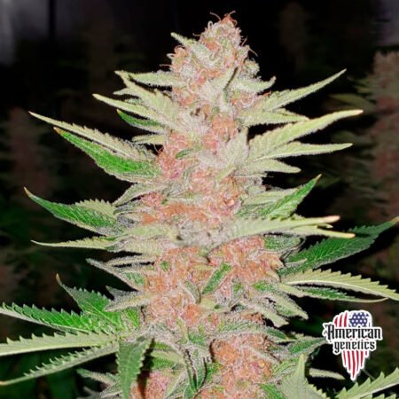 Planta de cannabis feminizada de interior en floración, variedad zkittle purple