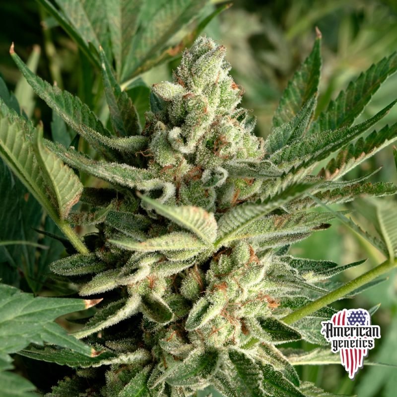 Planta de cannabis feminizada de interior en floración, variedad zkittlez