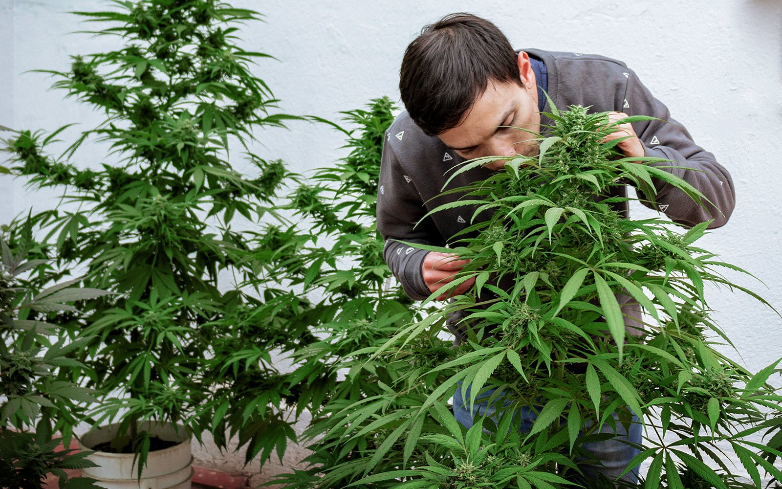 Semillas de cannabis feminizadas | American Genetics 49 floración de plantas de marihuana en cultivo exterior