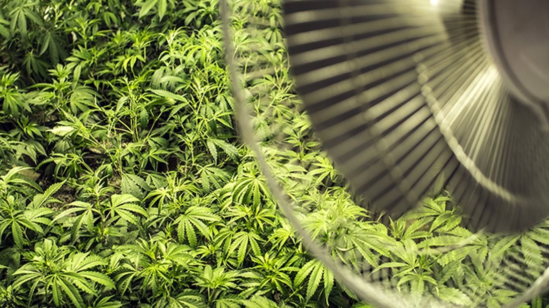 Semillas de cannabis feminizadas | American Genetics 48 floración de plantas de marihuana en cultivo interior