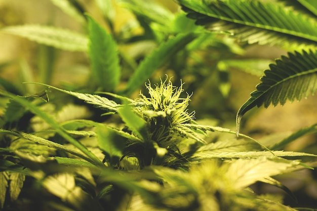 American Genetics 14 floración de plantas de marihuana en cultivo exterior