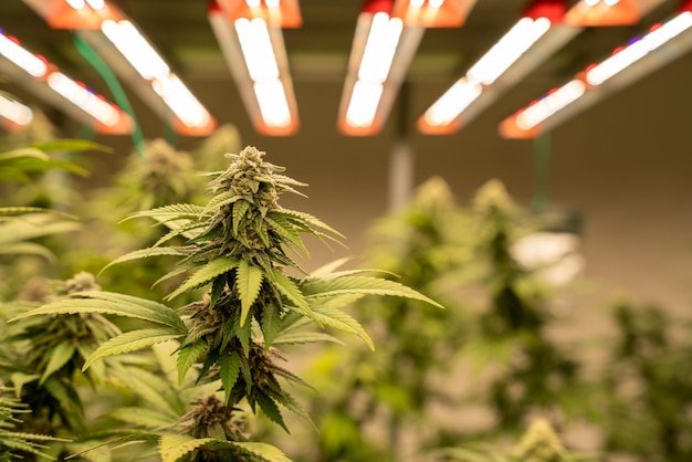 Semillas de cannabis feminizadas | American Genetics 47 floración de plantas de marihuana en cultivo interior