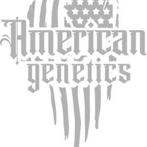 Semillas de cannabis feminizadas | American Genetics 15 semillas de cannabis feminizadas