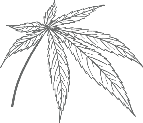American Genetics 4 silueta hoja de cannabis