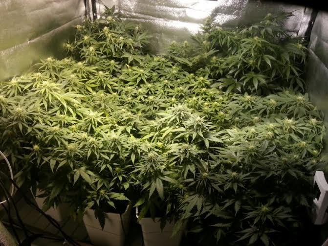 Semillas de cannabis feminizadas | American Genetics 46 floración de plantas de marihuana en cultivo interior
