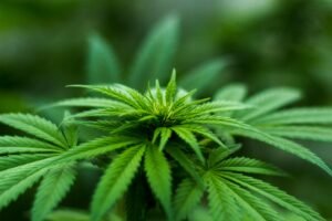 Blog 17 ápice de planta de marihuana verde