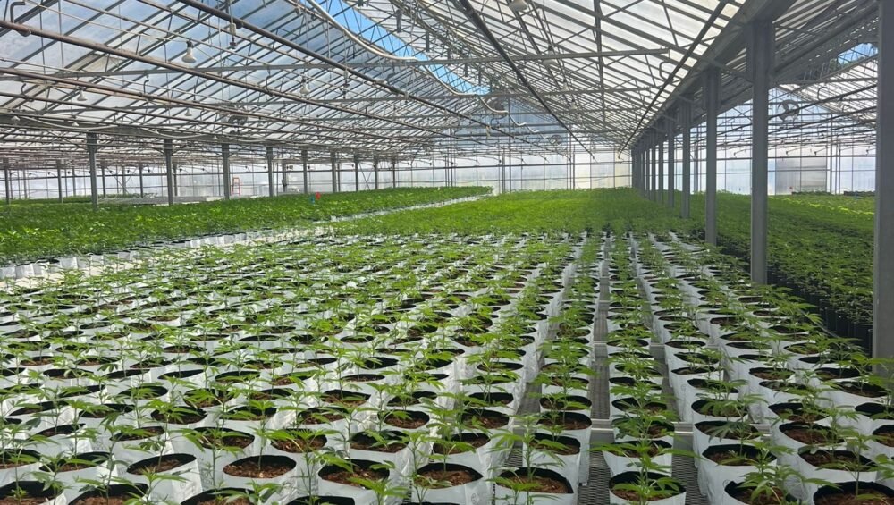 cultivo interior esquejes de cannabis