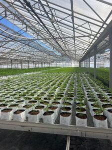 Blog 18 cultivo interior esquejes de cannabis