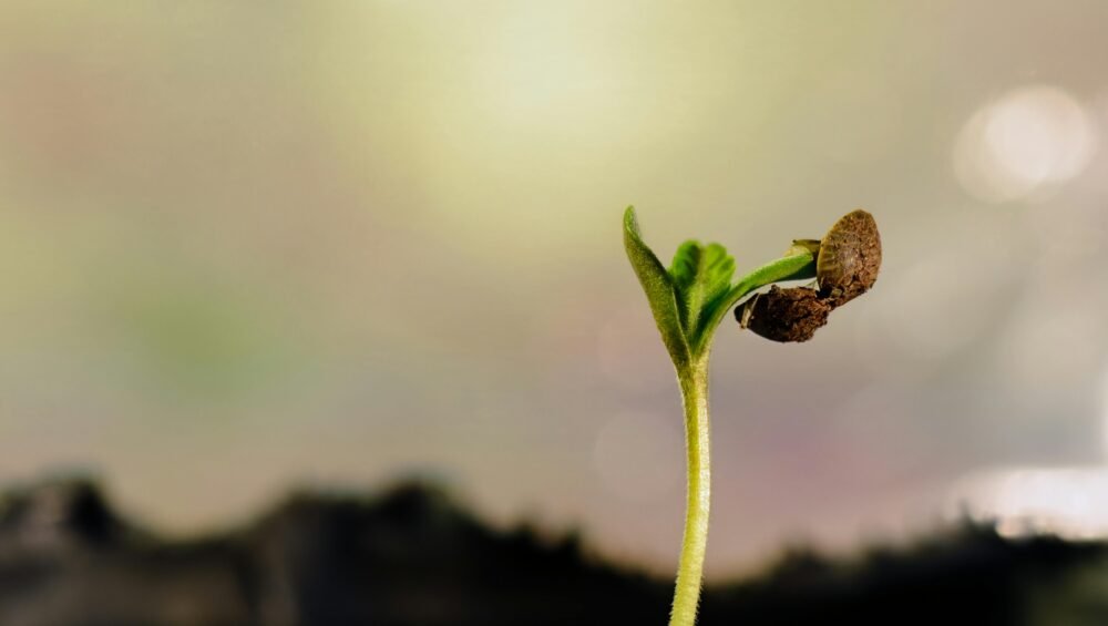 brote de planta de cannabis