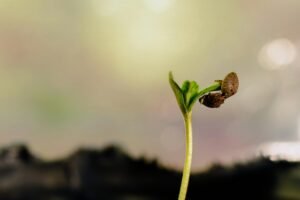 Blog 16 brote de planta de cannabis