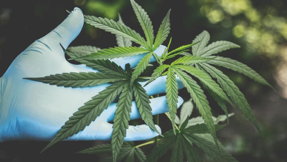 hojas de marihuana saludables y verdes