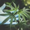 hojas de marihuana saludables y verdes