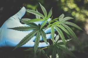 Blog 14 hojas de marihuana saludables y verdes